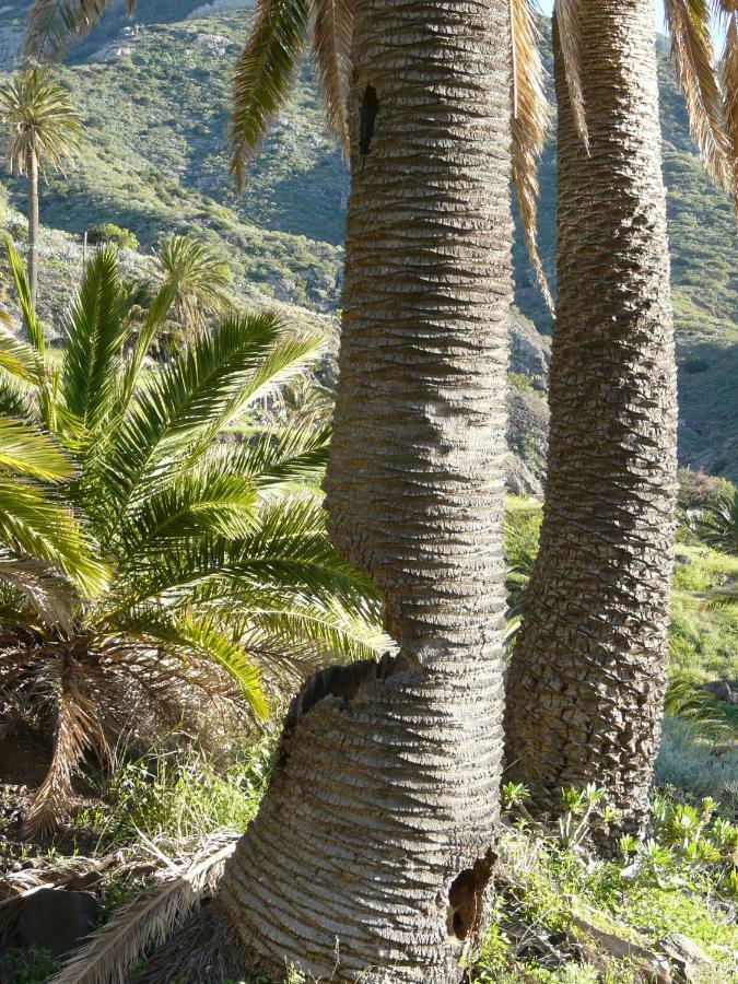 El Pirguan Holiday House, Your Oasis In La Gomera バジェエルモソ エクステリア 写真