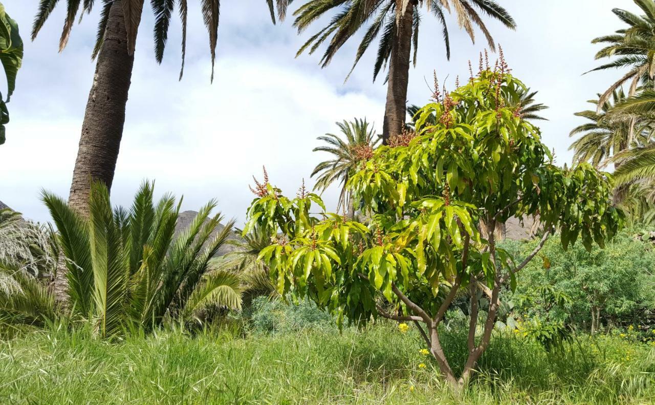 El Pirguan Holiday House, Your Oasis In La Gomera バジェエルモソ エクステリア 写真